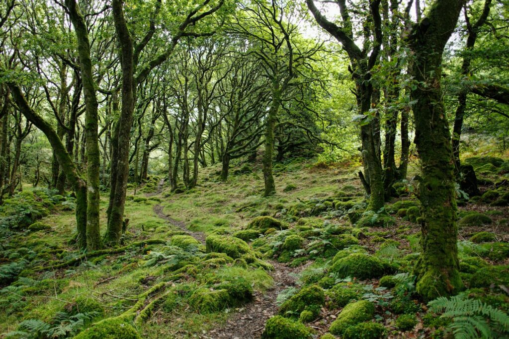 forêt dans l'Yonne